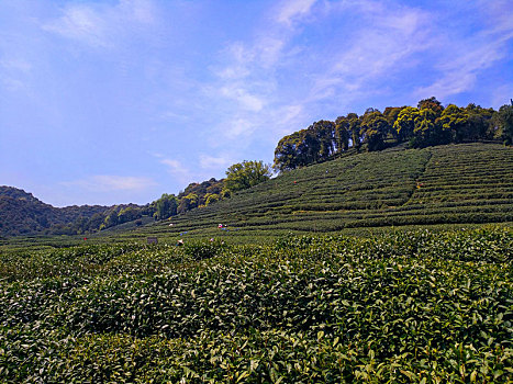 茶园,风景,绿茶,基地,旅游,踏青