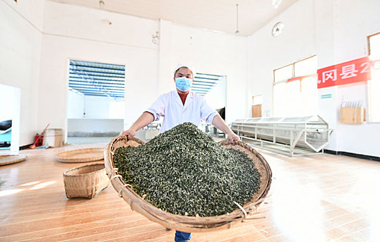 茶叶采摘加工