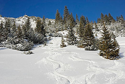 滑雪轨迹,雪,山景,挪威云杉,欧洲云杉,巴伐利亚,山麓,德国,欧洲