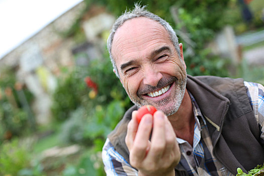 愉悦,老人,展示,西红柿,花园