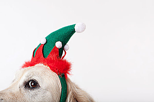特写,狗,戴着,圣诞节,帽子