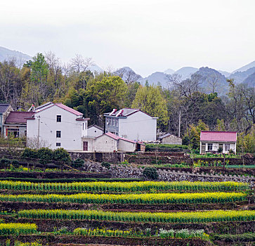 桑洲春色