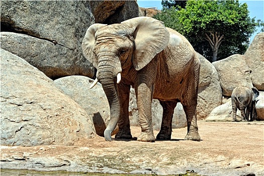 非洲象,自然环境