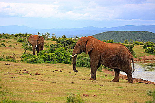 非洲象,两个,成年,雄性,姿势,阿多大象国家公园,东开普省,南非,非洲