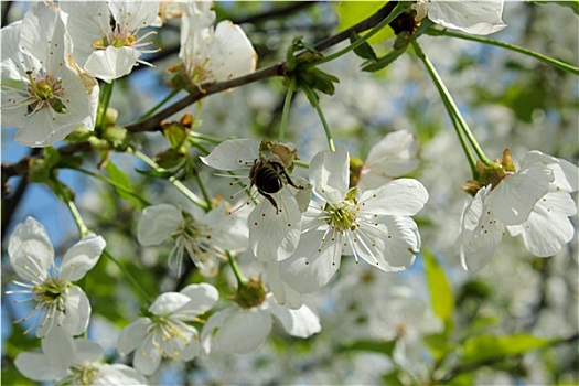 枝条,花