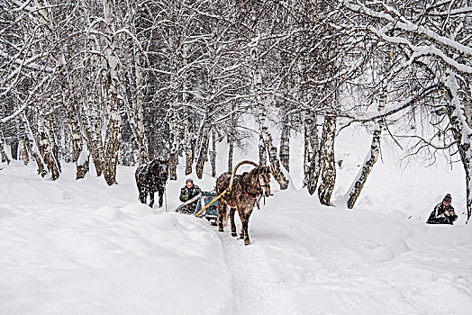 冬天,雪地,树林,马,雪撬