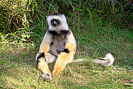 冕狐猴,成年,马达加斯加,非洲