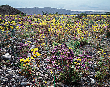 加利福尼亚,死亡谷国家公园,莫哈韦沙漠,太阳,杯子,野花,洗,大幅,尺寸