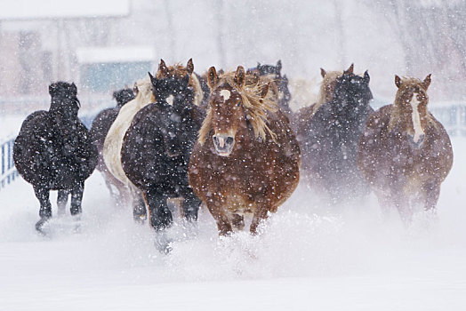 马,跑,冬天