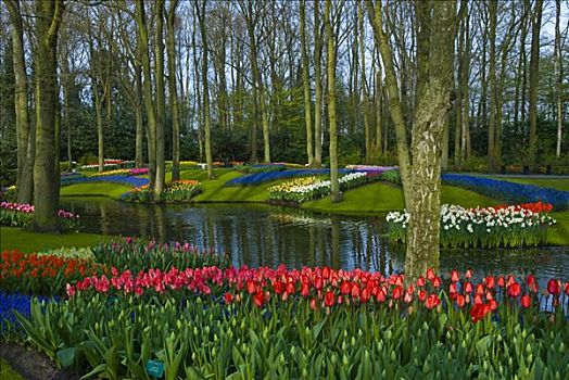 库肯霍夫花园,荷兰,欧洲