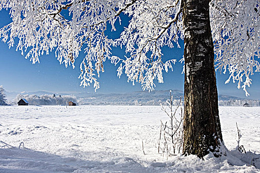 冬天,景色,桦树,靠近,上巴伐利亚,德国,欧洲