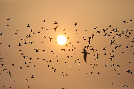 山东省日照市,数万只鸟儿翱翔河滩湿地,场面蔚为壮观