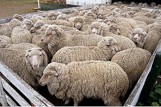 绵羊,瓦尔德斯半岛,丘布特省,阿根廷,巴塔哥尼亚