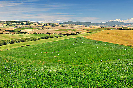 大捆,干草,圣奎里克,锡耶纳省,托斯卡纳,意大利