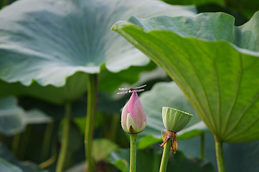 荷花与蜻蜓