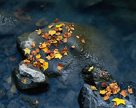 秋天,叶子,石头