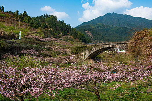 炎陵百里桃花谷