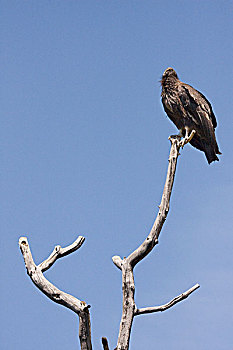 加州秃鹰,幼小,大,加利福尼亚
