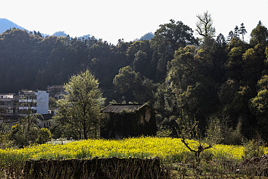 石潭村,安徽,古村落,住宅,建筑,历史,文化,居民,痕迹,村庄,老街