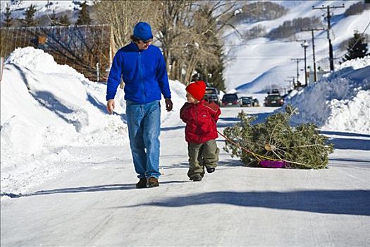 父亲,走,挨着,儿子,圣诞树,雪撬,科罗拉多,冬天
