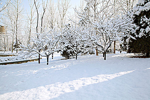 覆盖着厚厚的白雪的小树