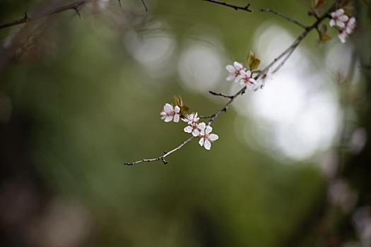 春天里盛开的漂亮的紫叶李花