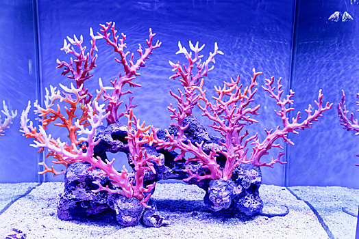 上海海昌海洋公园水母珊瑚