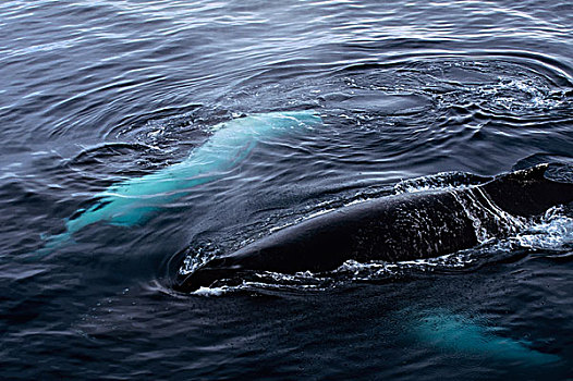 南极半岛,靠近,驼背鲸