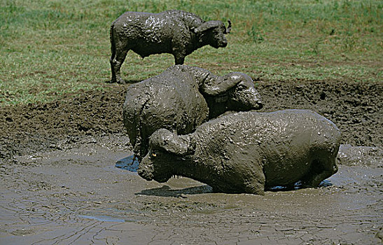 非洲水牛,成年,泥,沐浴,塞伦盖蒂,公园,坦桑尼亚