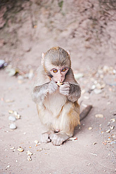 四川西昌庐山的猴子