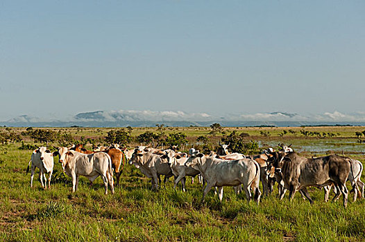 家牛,牧群,圭亚那