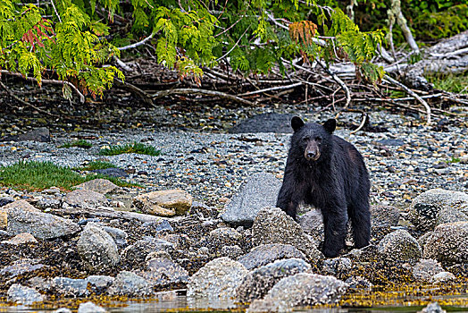黑熊,觅食,海滩,布劳顿群岛,海洋公园,不列颠哥伦比亚省,加拿大