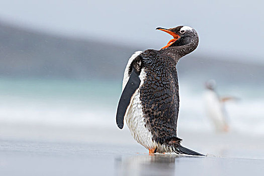 巴布亚企鹅,福克兰群岛