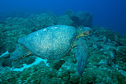 厄瓜多尔,沃尔夫岛,加拉帕戈斯群岛,国家公园,绿海龟,龟类