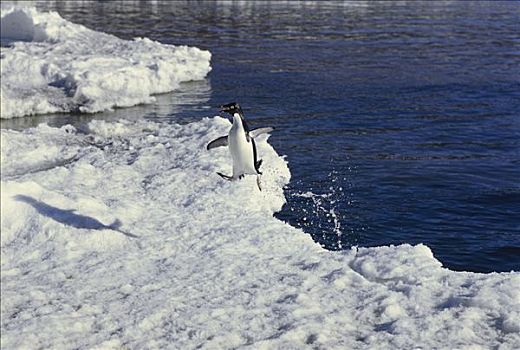 阿德利企鹅,离开,水,跳跃,浮冰,岛屿,南极