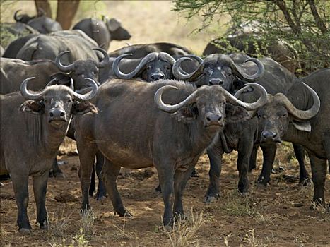 牧群,南非水牛,西察沃国家公园,肯尼亚