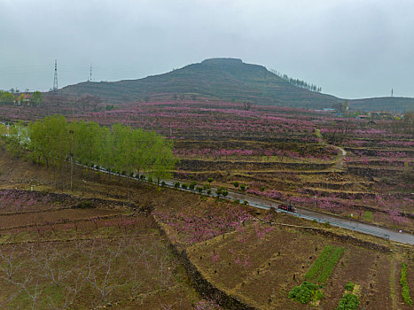 山东蒙阴岱崮地貌桃花盛开