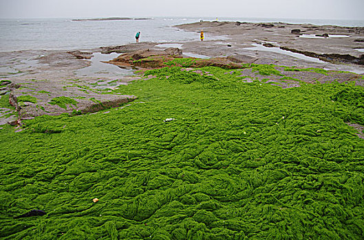 浒苔