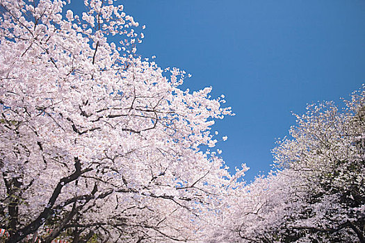 樱花,上野,公园