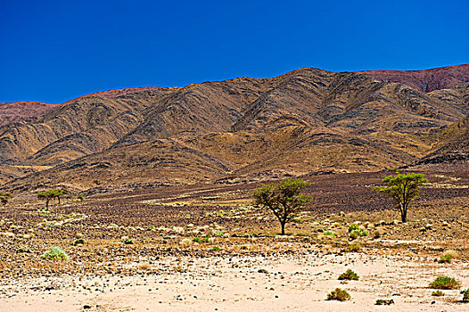 干燥,风景,树,生长,侵蚀,山坡,南方,摩洛哥,非洲