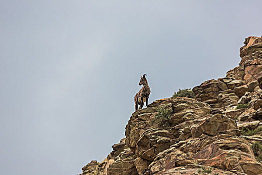 贺兰山岩羊