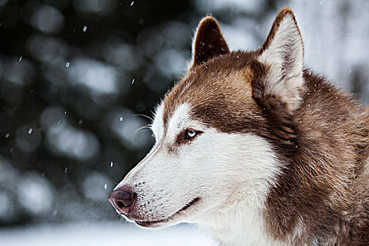 哈士奇犬,蓝眼睛,雪橇,狗,巴伐利亚,德国,欧洲