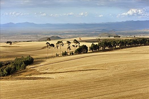 肯尼亚,小麦,农场,脚,高处,海平面,看,北方,北方省