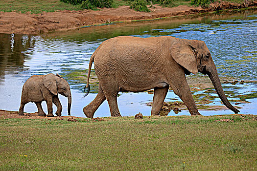 非洲象,成年,女性,幼兽,水,阿多大象国家公园,东开普省,南非,非洲