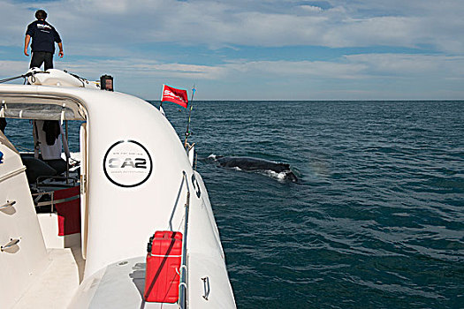驼背鲸,双体船,大翅鲸属,鲸鱼,沙丁鱼,东开普省,南非