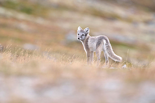 北极狐,狐属,小动物,挪威,欧洲