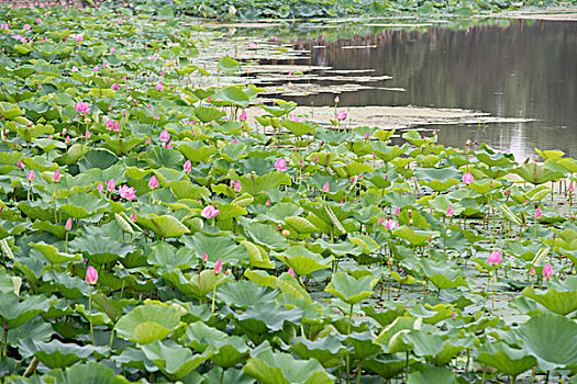 荷花池