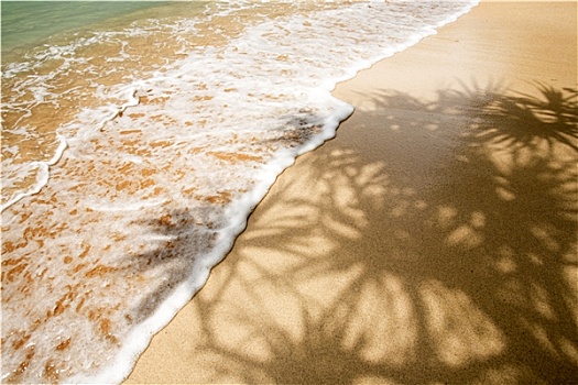 棕榈树,影子,热带