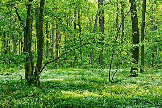 落叶林,春天,早,开花植物,遮盖,地面,靠近,萨克森安哈尔特,德国