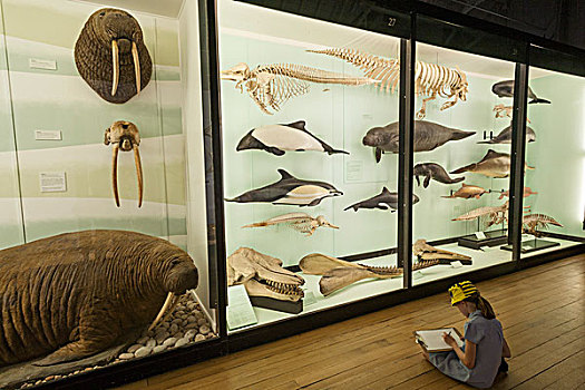 英格兰,赫特福郡,自然历史博物馆,展示,海洋动物